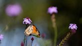 Sharon Balicki: Why supporting pollinators in our gardens matters