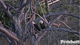 Widower Florida Bald Eagle Spending Nights With New Female, Away From Eaglets