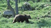 Pyrénées : Un ours se balade tranquillement aux abords des maisons d’un village d’Andorre