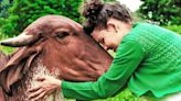 Can hugging a cow ease depression and anxiety?