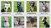 Toronto animal shelter launches unhinged ‘good dogs, bad names’ adoption campaign