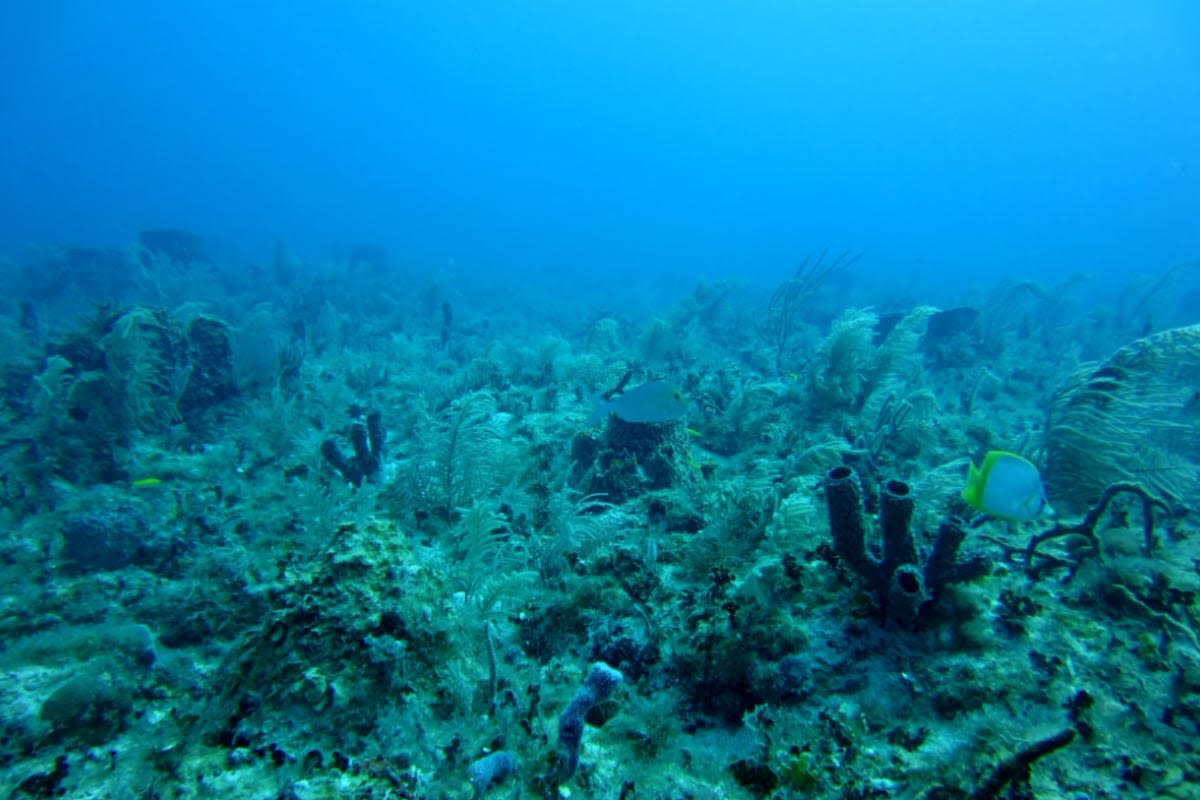 NOAA Awards $10 Million Grant to Protect Maui's Revered West Maui Reefs