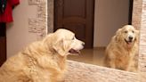 Golden Retriever Puppy Seeing Himself in Mirror for the First Time Is Adorably Confused