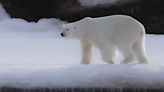 Oso polar de zoo canadiense muere tras jugar rudamente con otro oso, según la necropsia