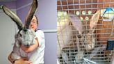 Dozens of giant rabbits bred for meat rescued from small cages