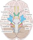 Vestibulocochlear nerve