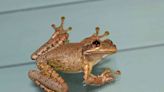 Invasive Species Of Frog Now Being Spotted In Georgia