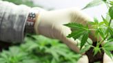 Aurora Cannabis Inc.'s (TSE:ACB) P/S Is On The Mark