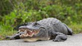 WATCH: Barefoot Florida Man Wrangles Alligator With Bare Hands | iHeart