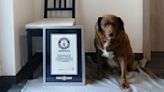 World's oldest dog celebrates 31st birthday, according to Guinness World Records