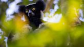 Madagascan lemur ‘honks’ are music to our ears