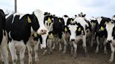 H5N1 avian flu infects Colorado dairy cows as global experts weigh in on virus changes