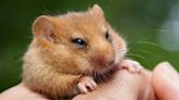 Dormice release to bolster 'species on the brink'