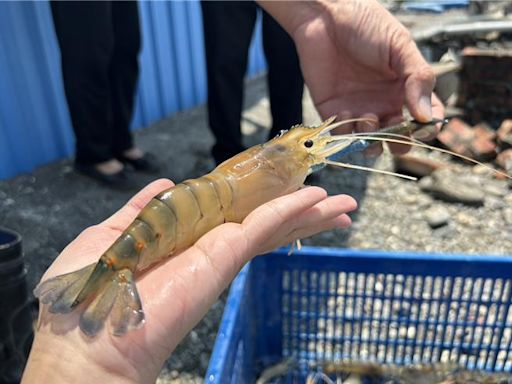 搶便宜來了！潮州「賽神蝦」4日登場 蝦農寄望泰國蝦產業復甦 - 寶島