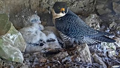 Watch live: Peregrine falcon webcam up and running on Alcatraz Island