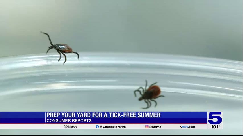 Consumer Reports: Prep your yard for a tick-free summer