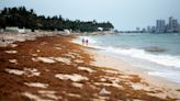 Vibrio bacteria could be in Florida sargassum seaweed. How to prevent getting an infection