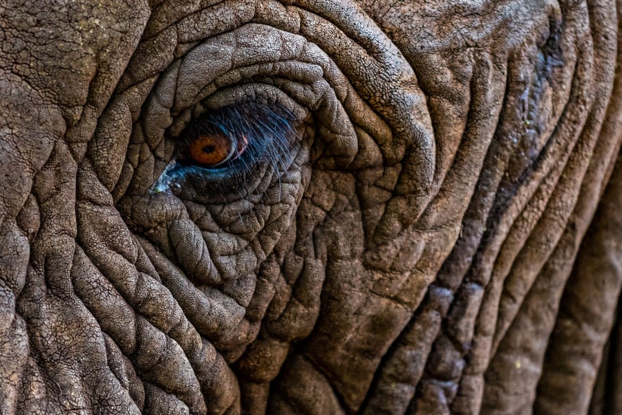 Topeka Zoo honors movie star elephant with birthday celebration