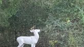Middle Tennessee couple spots rare 'ghost of the forest' albino deer