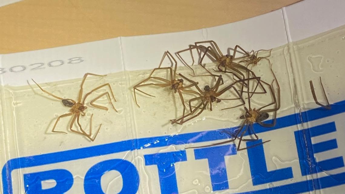 Spiders invade people's homes during heat waves, pest control experts say