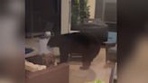 VIDEO: Big Black bear breaks into Florida home, raids family's fridge