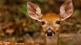 WVDNR officials remind public to leave young wildlife alone