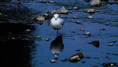 Llegan gaviotas andinas al río Rocha pese a la contaminación