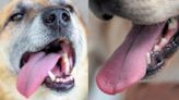 Estos son algunos motivos por los que tu perro saca la lengua, según especialistas