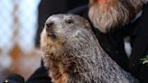 Punxsutawney Phil and partner Phyllis welcome 2 newborn groundhogs