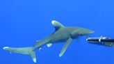 Rare on-screen glimpse of critically endangered oceanic whitetip shark