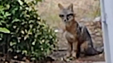 Grey Fox spotted near Fig Garden Village
