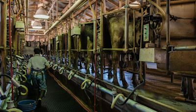 Cows, dairy workers, and America's struggle to track bird flu
