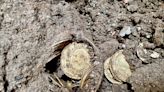 A couple laying a new kitchen floor dug up a trove of 264 rare gold coins that just sold at auction for $845,000