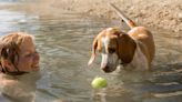 Ni manguera ni playa: esta es la piscina viral para que los perros se diviertan y estén frescos este verano