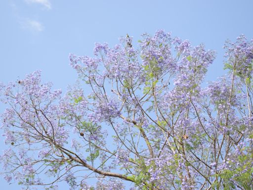 【賞花之旅】台中苦楝樹綻放，粉紫色浪漫美景至4月底！