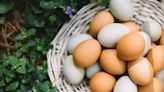 你今天吃蛋了嗎？回到鴨蛋風行年代，揭開雞蛋崛起之謎！