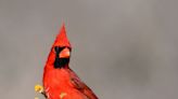 Experts Explain What It Means When You See a Cardinal