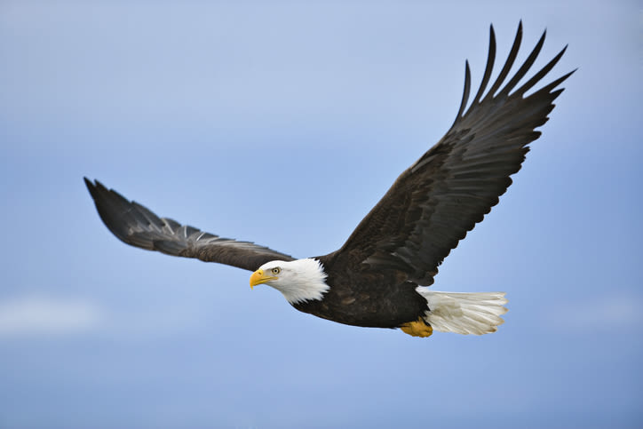 Braddock Bay Raptor Research leads the way for local bird-of-prey migration tracking