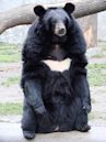 Asian black bear