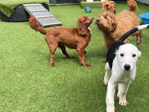 Rescue centre takes in 400 dogs in one month