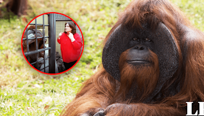 El primer orangután que 'hablaba' con los humanos: sabía lengua de señas, limpiaba su habitación y más