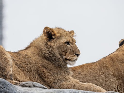 African lion cub 'Lomelok' dies at Lincoln Park Zoo after first of its kind surgery