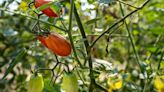 Master Gardener: Ways to reduce pest issues in your summer vegetable garden