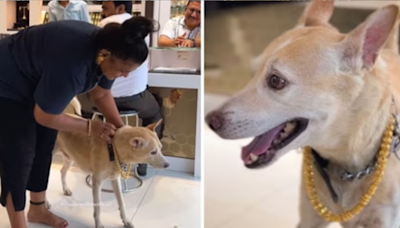 Woman Gifts ₹2.5 Lakh Worth Gold Chain to Pet Dog; Video Goes Viral