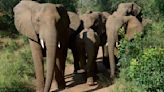 Safari horror as Spanish tourist is trampled to death by elephants