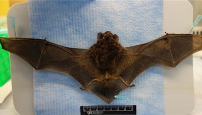 蝙蝠檢出「人畜共通」麗沙病毒 疾管署列4動物：別接觸