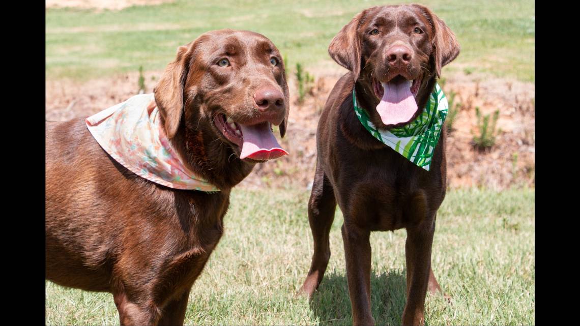 ‘Sweet’ shelter dogs needed a home. Now the best friends have a new one — together