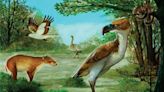 El pájaro terrorífico de la Antártida fue un depredador supremo de la época del Eoceno