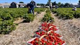 Need plans for the weekend? Airplanes, Pride, flowers and strawberries will keep you busy