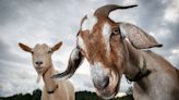 Let the Goat Games begin — as animal sanctuaries nationwide raise funds in tough times